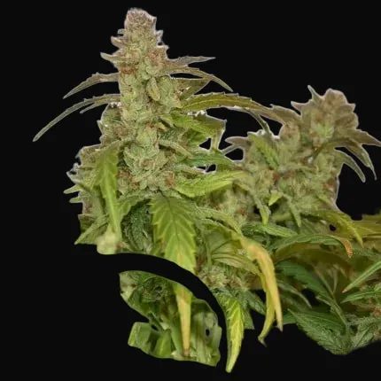 CBG-Force