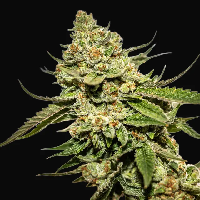 Cereal Milk x OG Kush