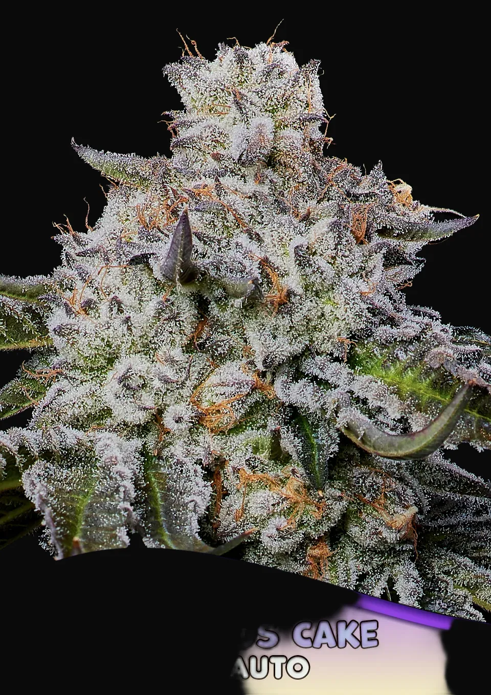 Chaos Cake Auto