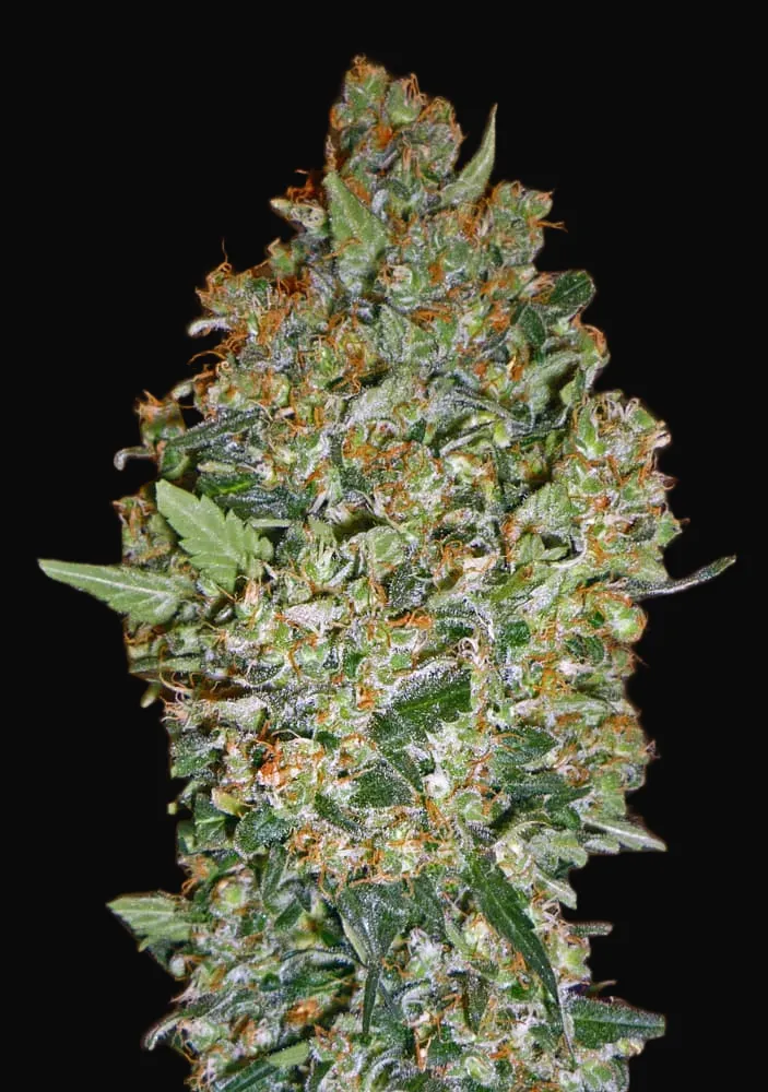 Cheese Berry