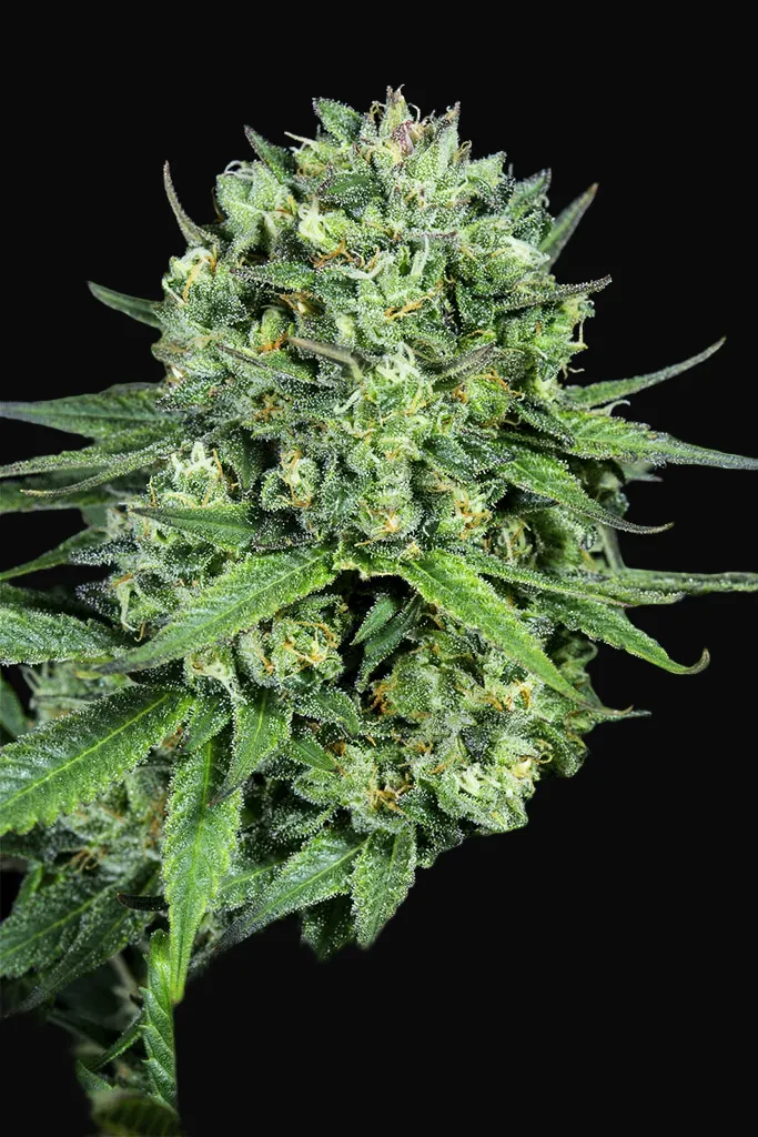 Cheese CBD