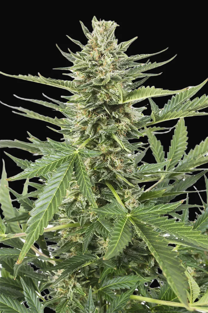 Cheese XXL Auto