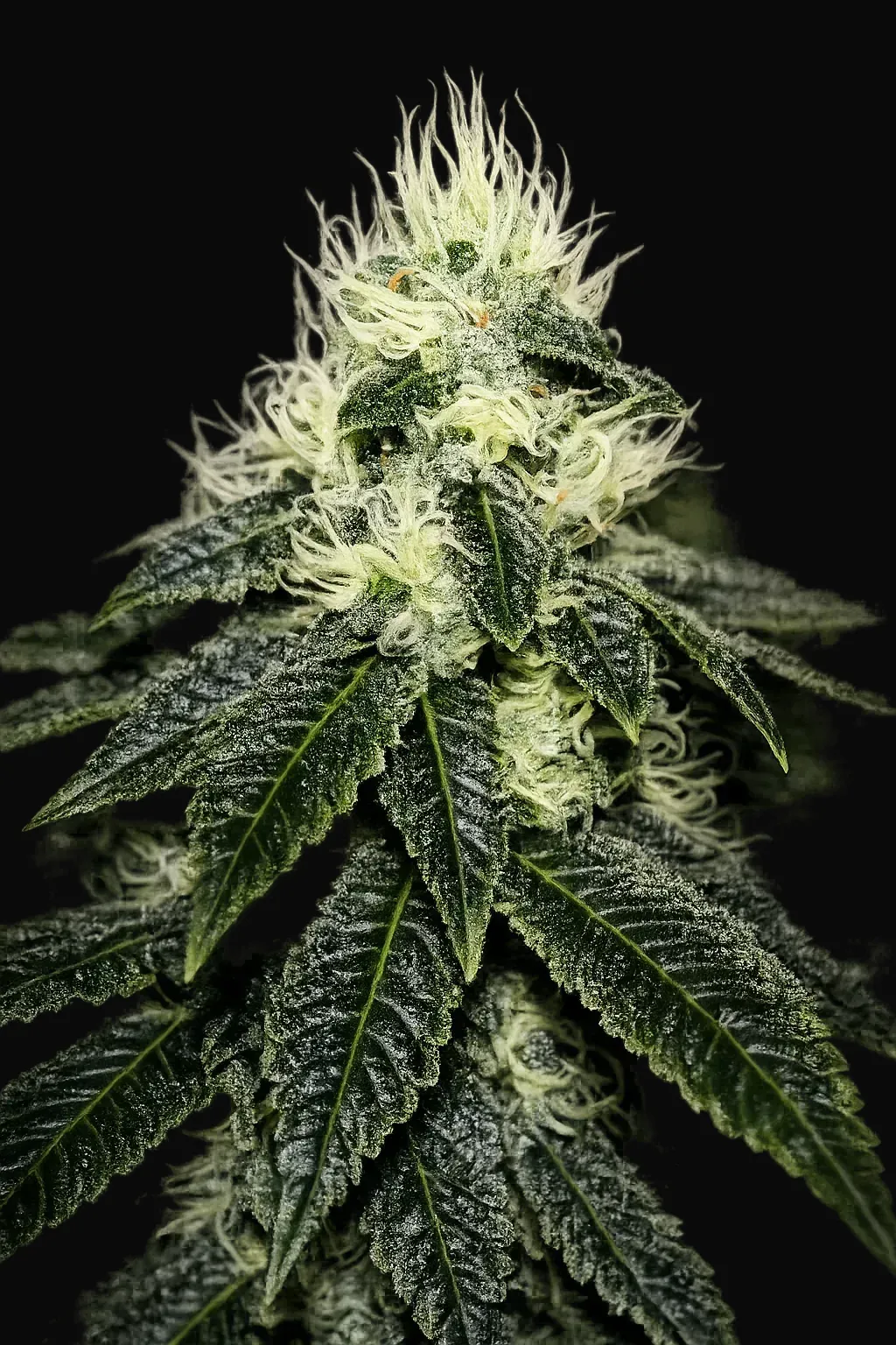 Chem 91
