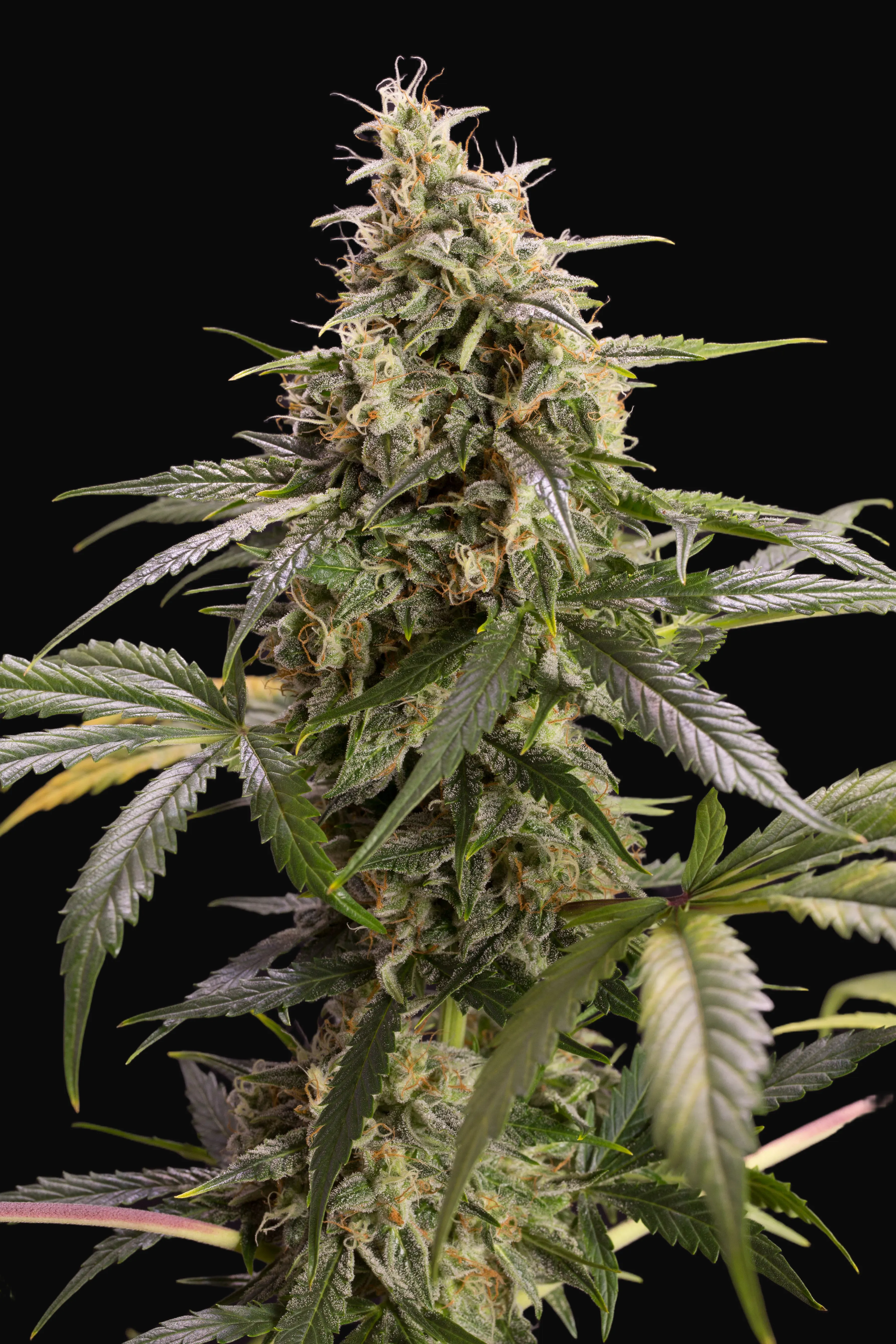Chem-Bomb Auto