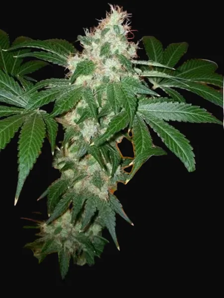 Chem Valley Kush