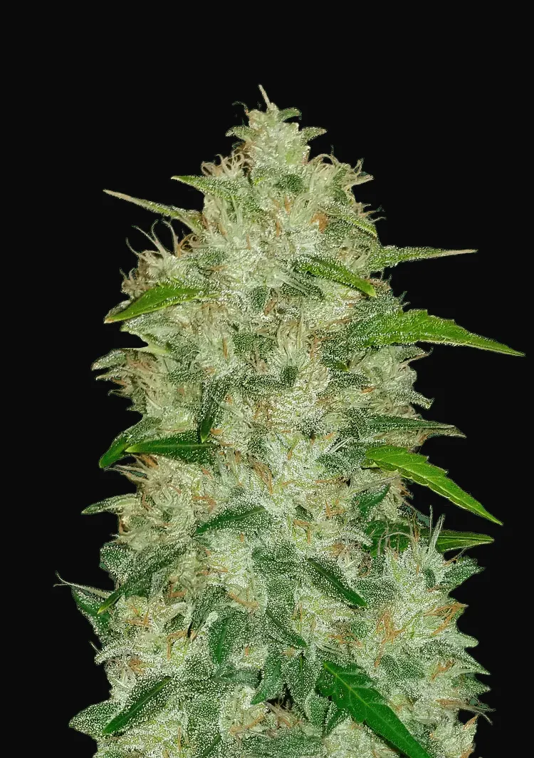 Chemdawg Auto