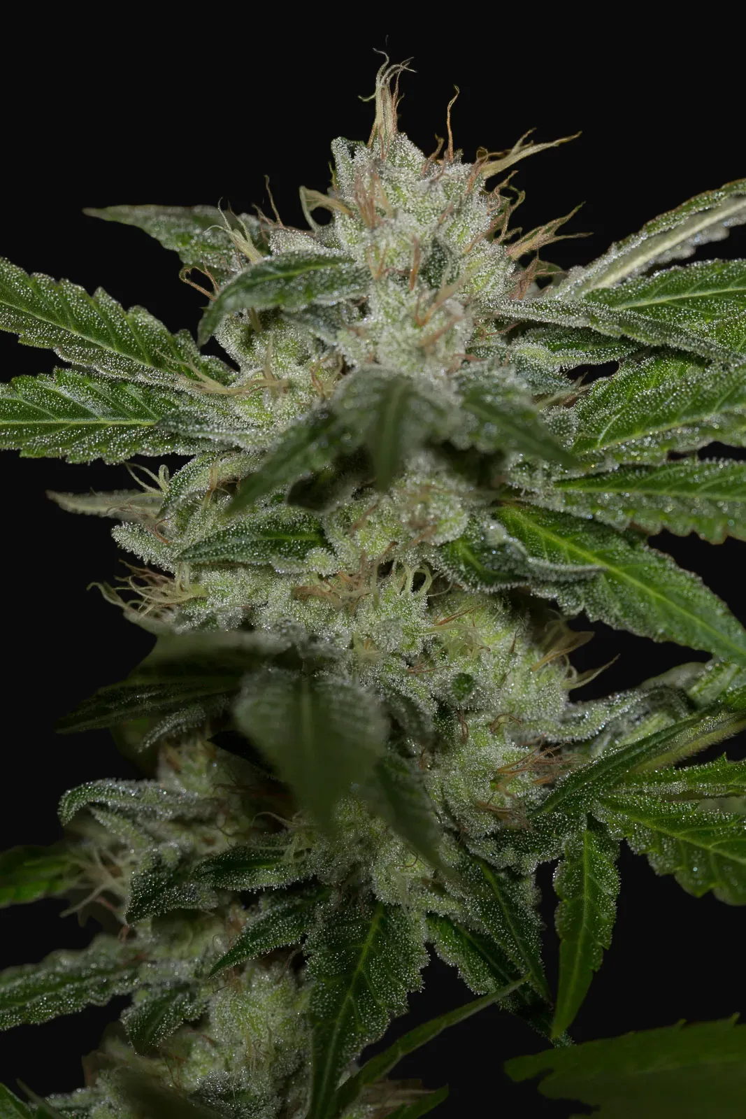 Chemdawg