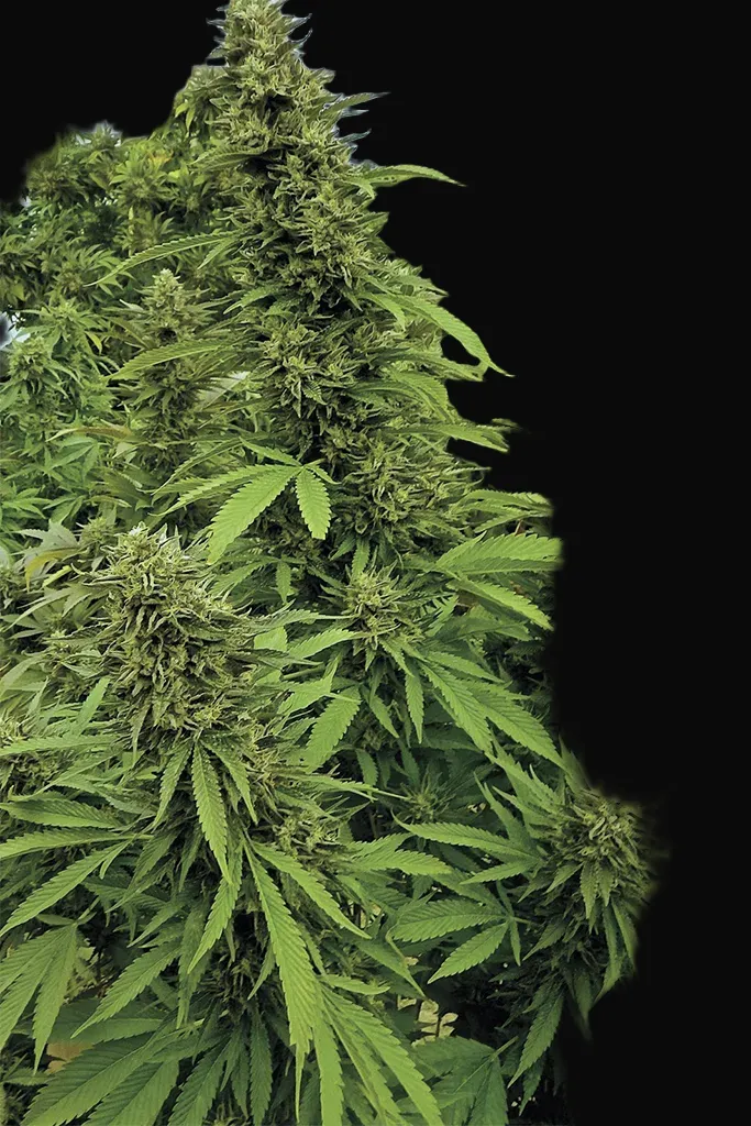Chemdawg Regular