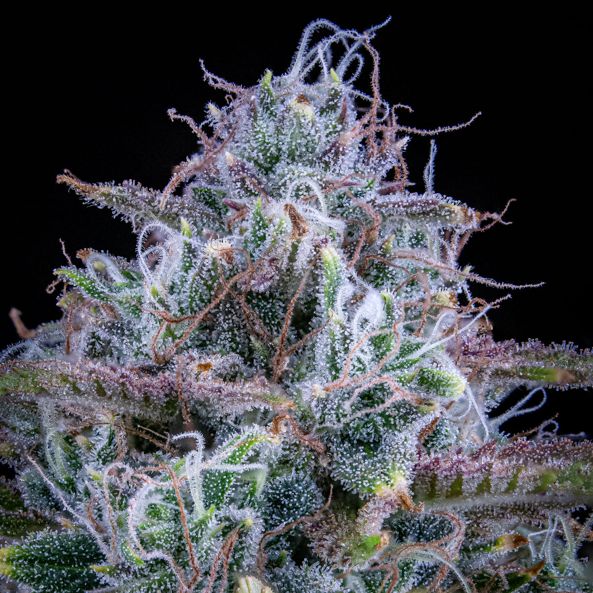 Chemdogging Auto