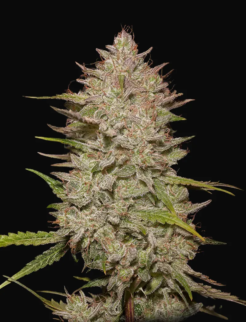 Chemical Candy
