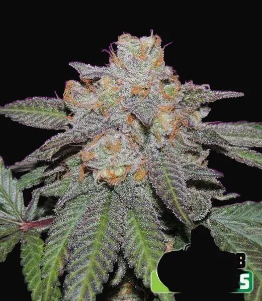 Cherry Bomb Auto