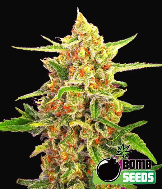 Cherry Bomb