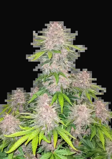 Cherry Cola Auto
