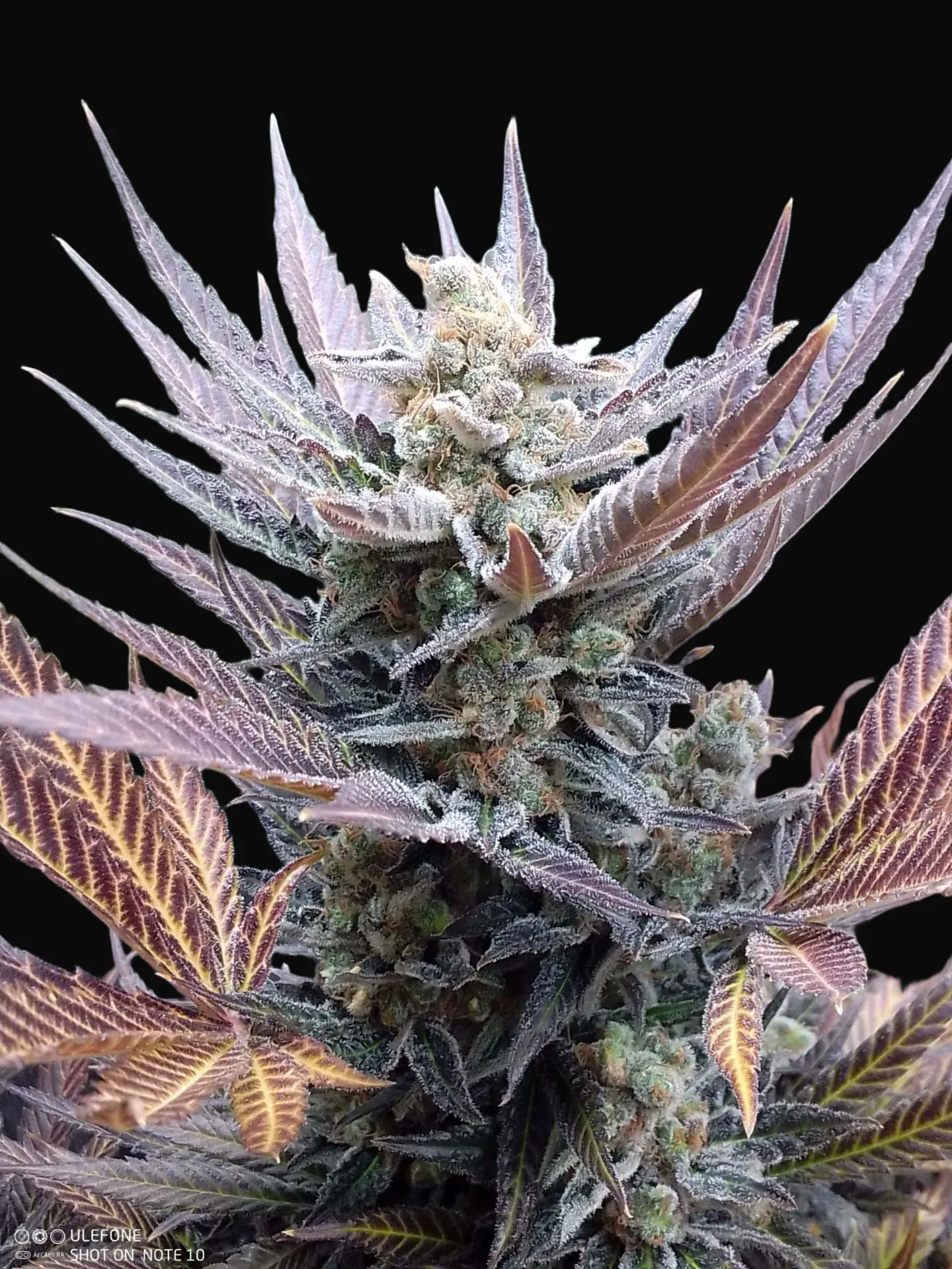 Cherry Cookies