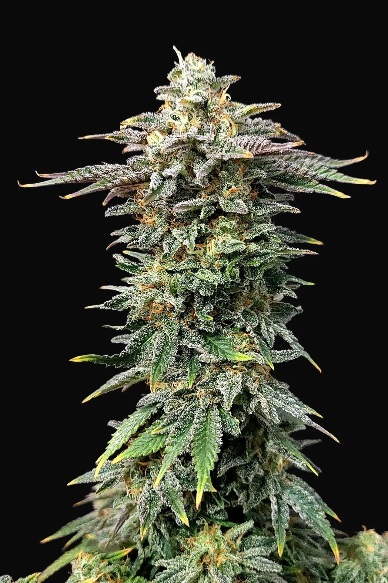 Cherry Dream