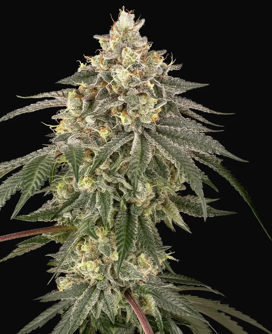 Cherry Gas Feminized