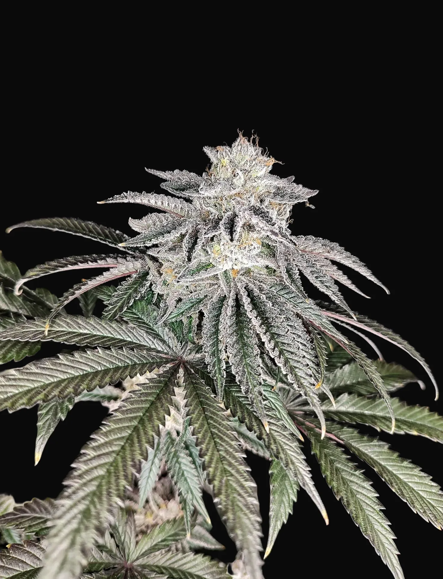 Cherry Melt