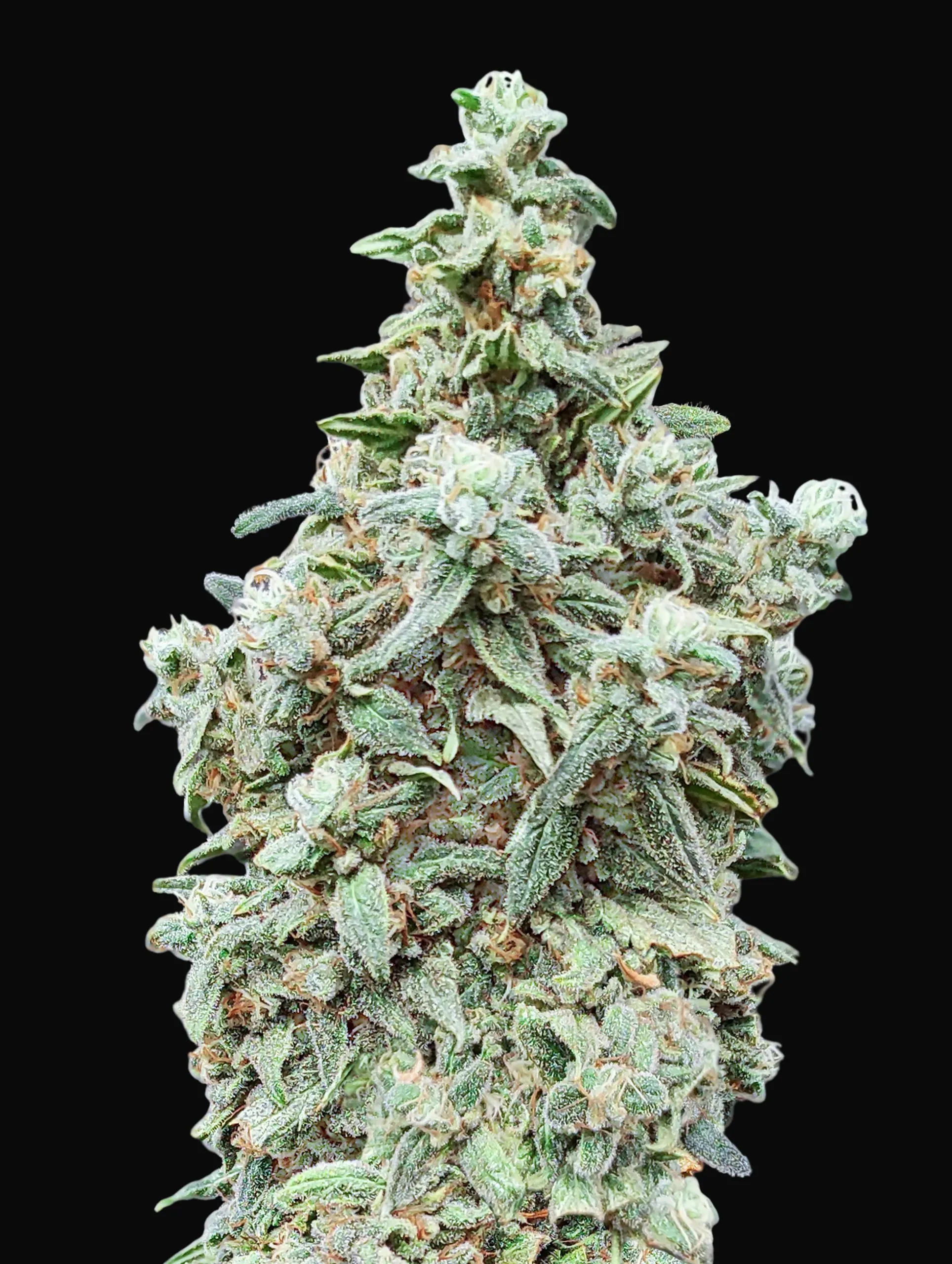 Cherry Pie