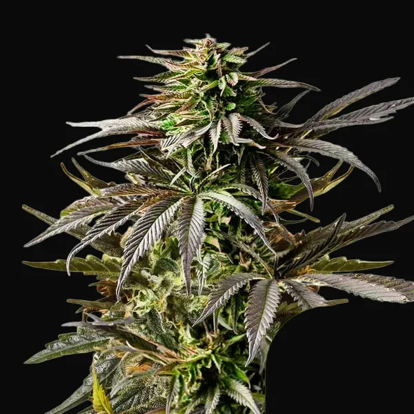Cherry Pie Auto