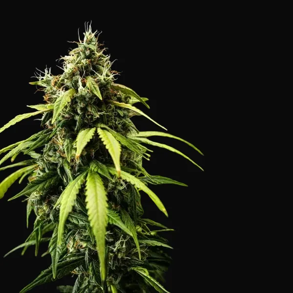 Cherry Pie Auto