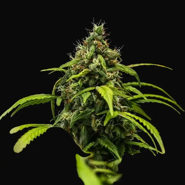 Cherry Pie Auto
