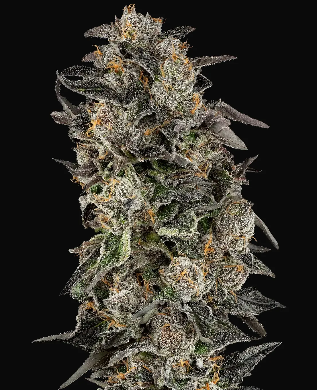 Cherry Strudel Feminized