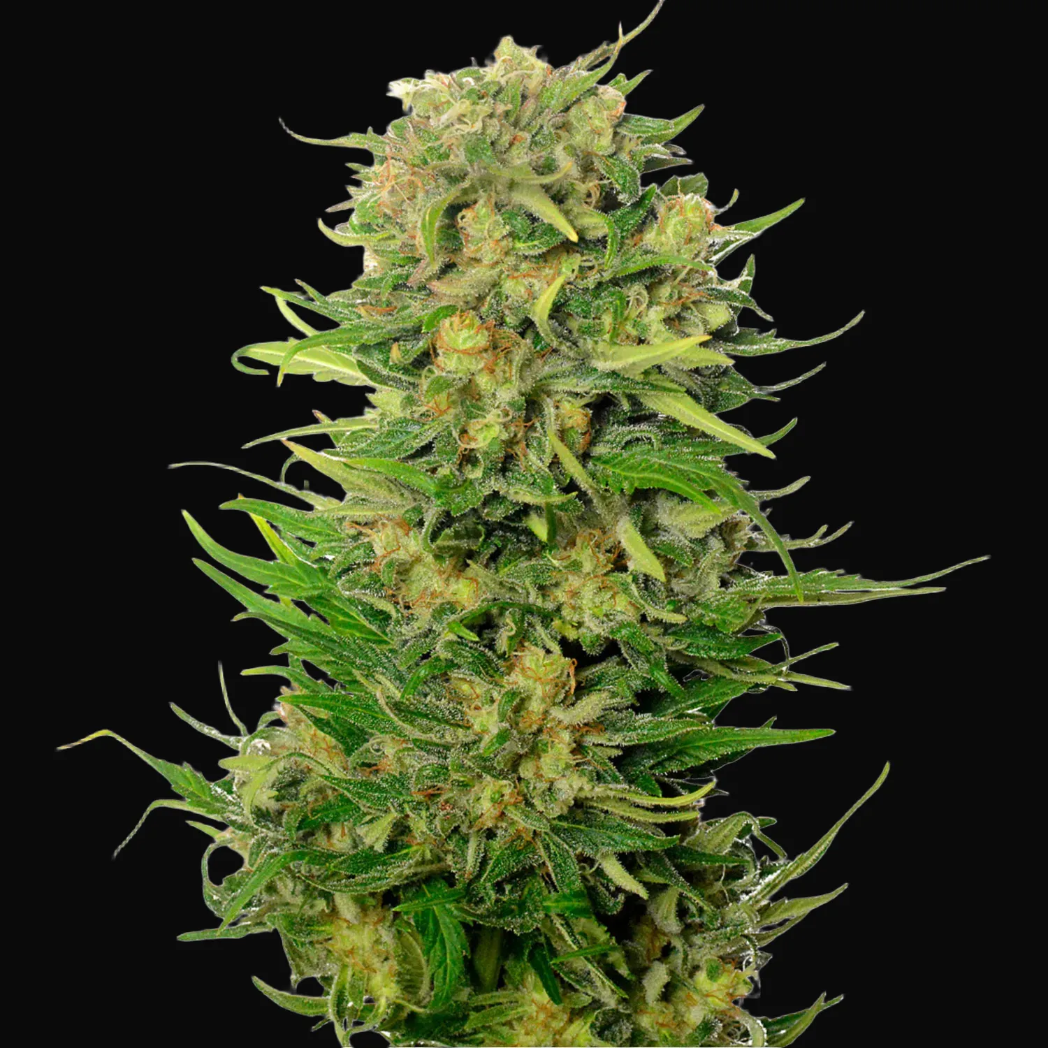 Choco Kush Auto