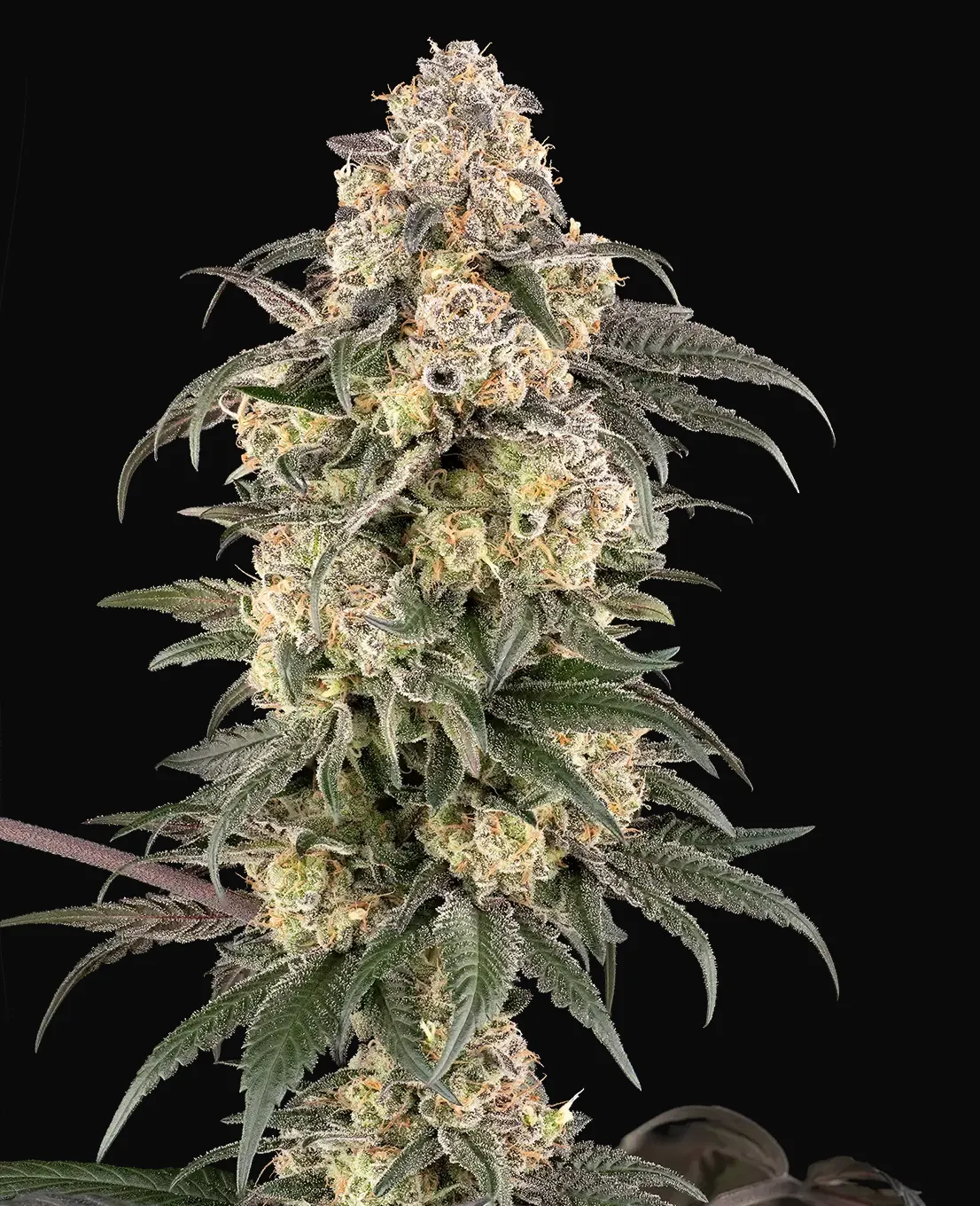 Chocolate Bananza Feminized