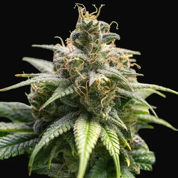 Chocolate Haze
