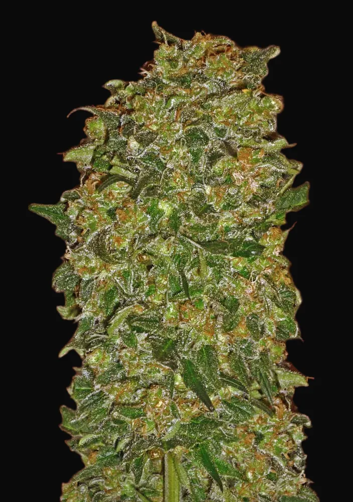 Chocolate Kush