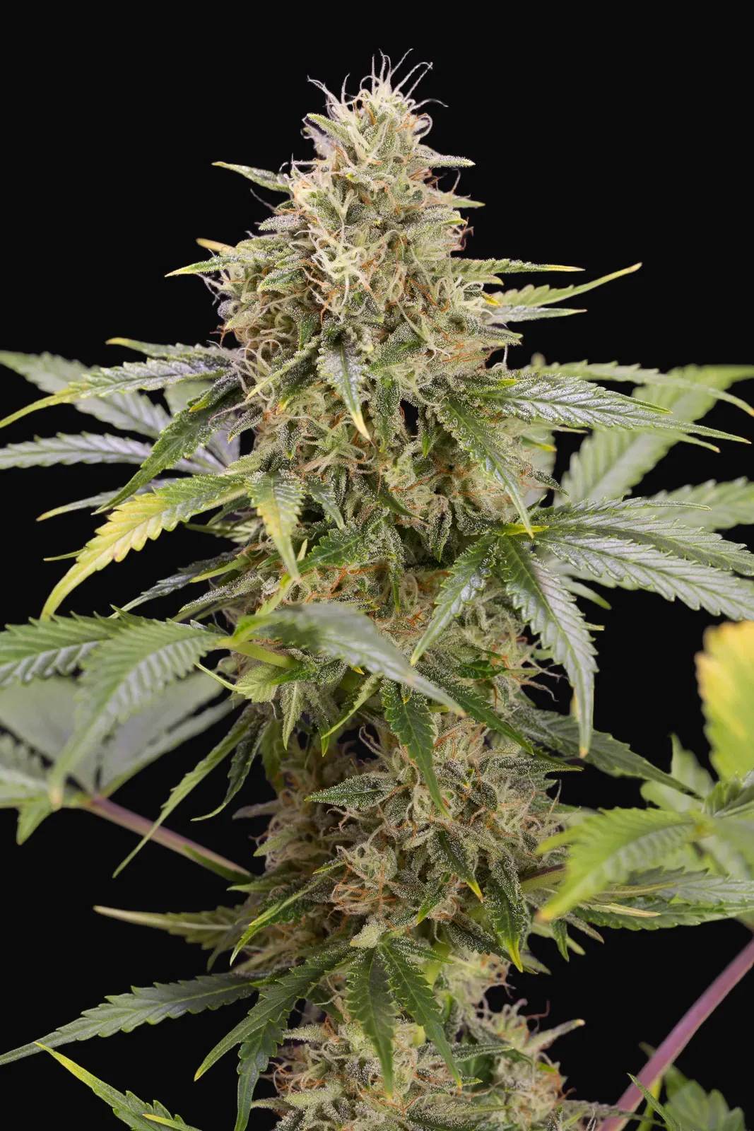 Chocolate Mint OG Auto