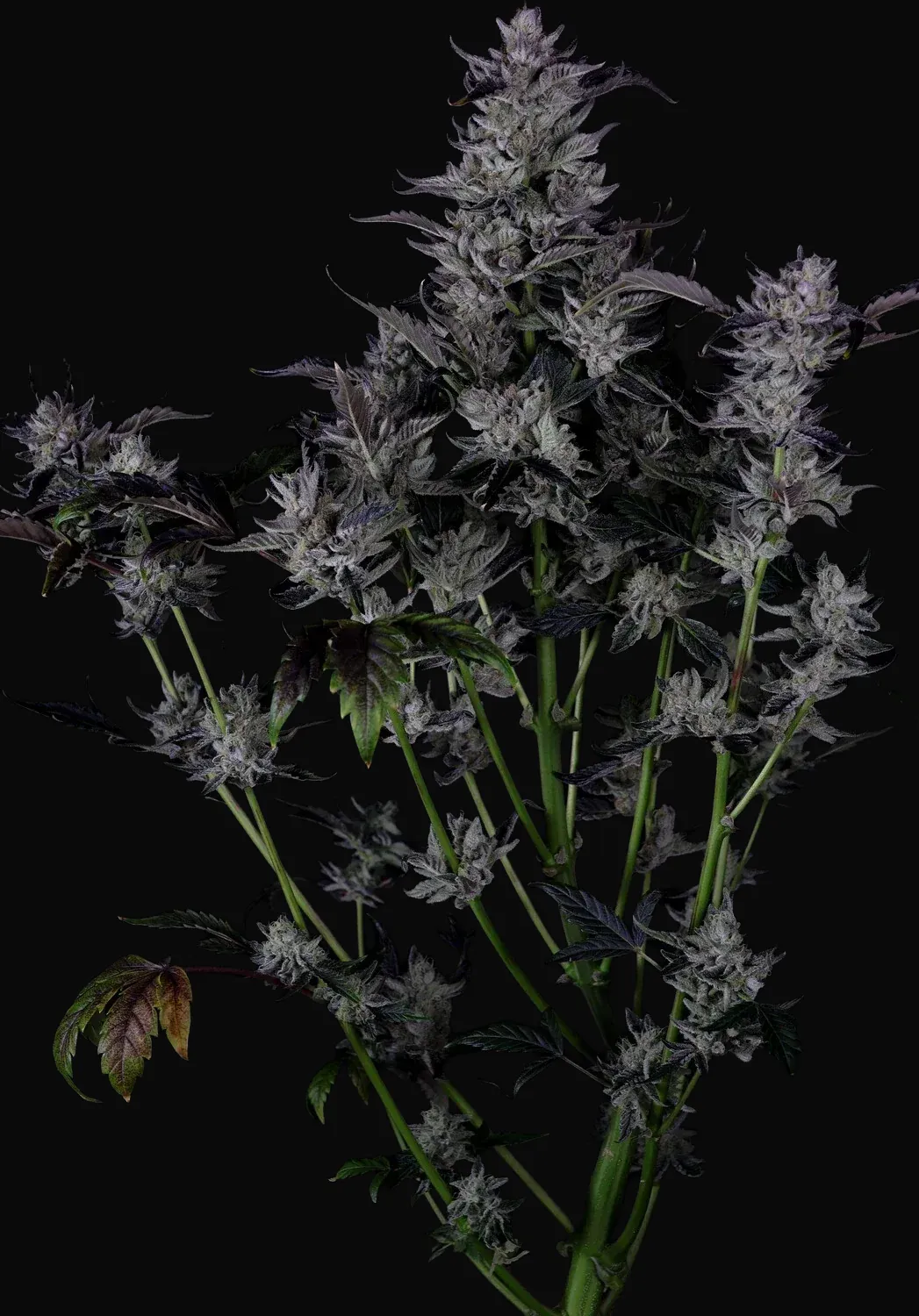 Chocolate Salty Bo'z Auto