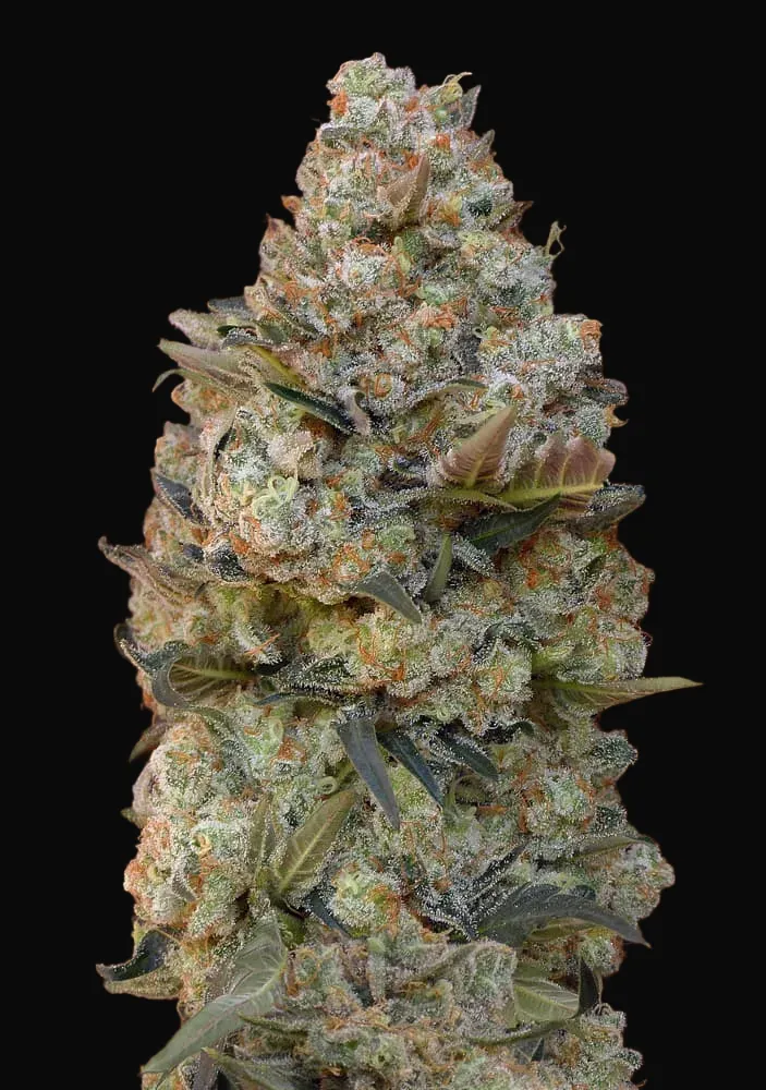 Chocolate Skunk