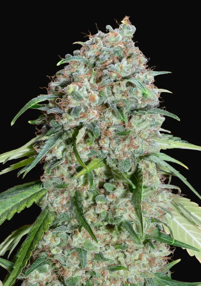 Chocolate Skunk CBD