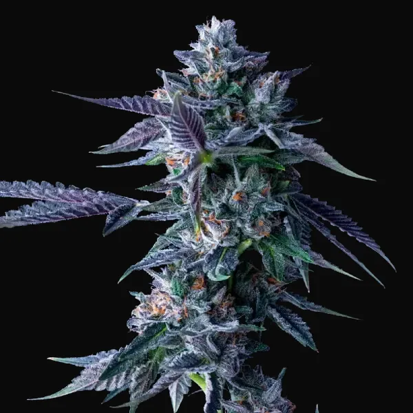 Chocolope