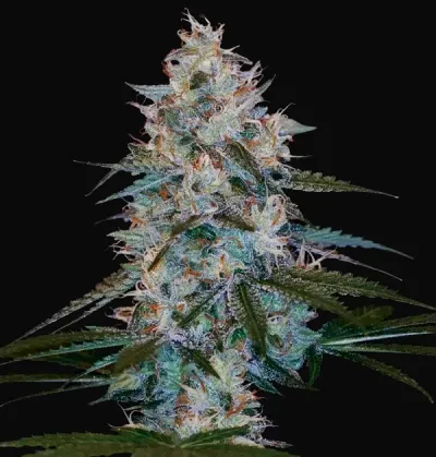 Chocolope Kush