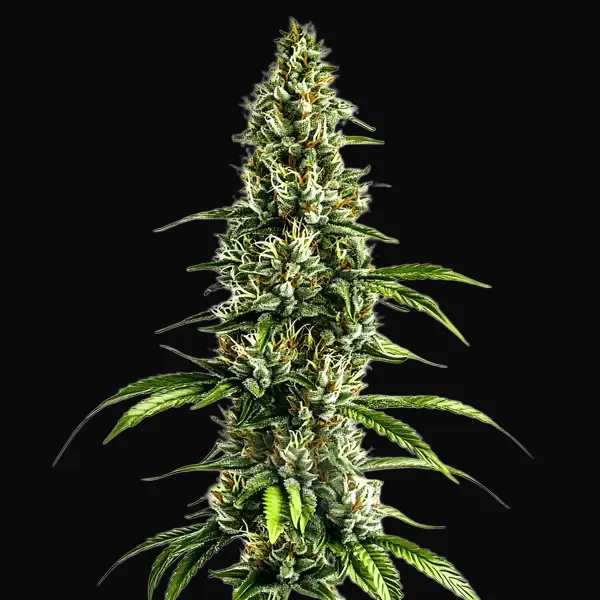 Chocolopez