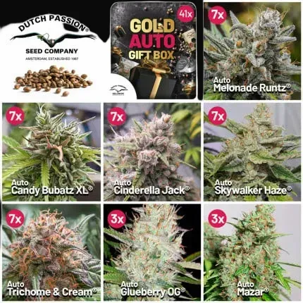 Christmas Discount Gift Box Autoflower