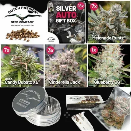 Christmas Discount Gift Box Autoflower