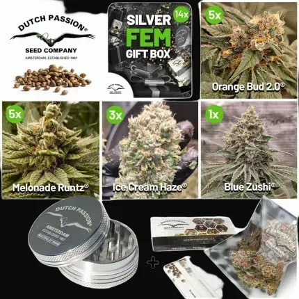 Christmas Discount Gift Box Feminized