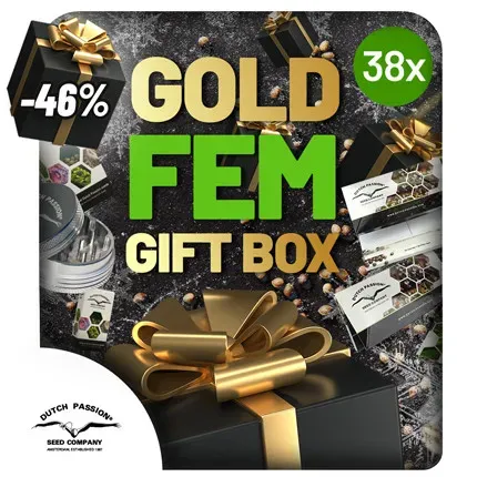 Christmas Discount Gift Box Feminized