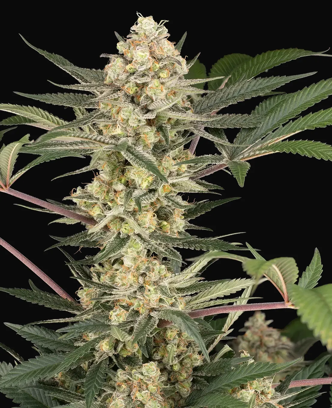 Chrome Fade Feminized