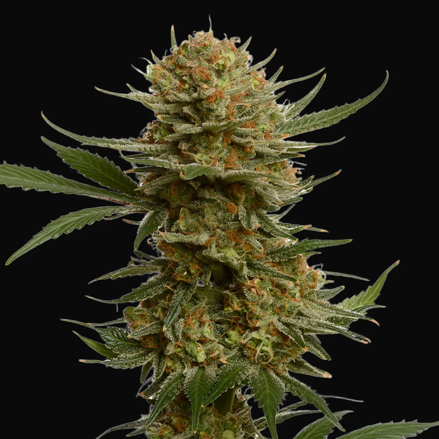 Chunky Cookies