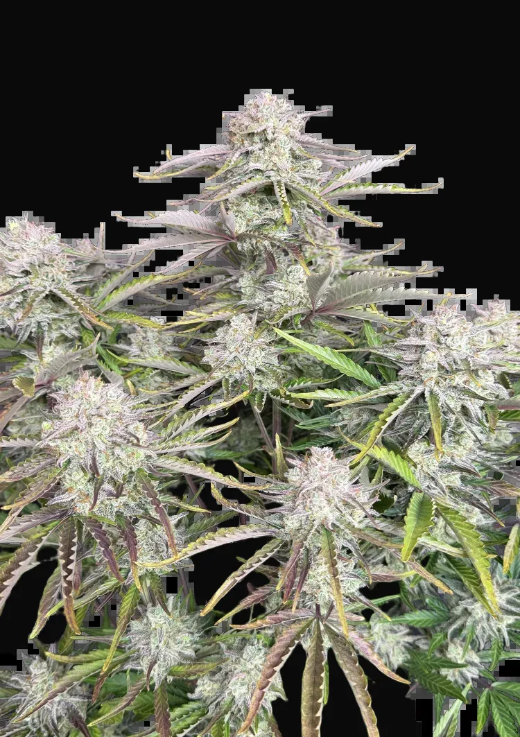 Cinderella Auto