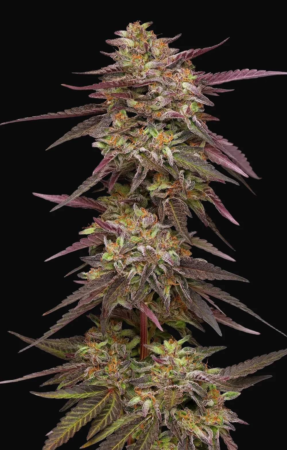 Cob Salad