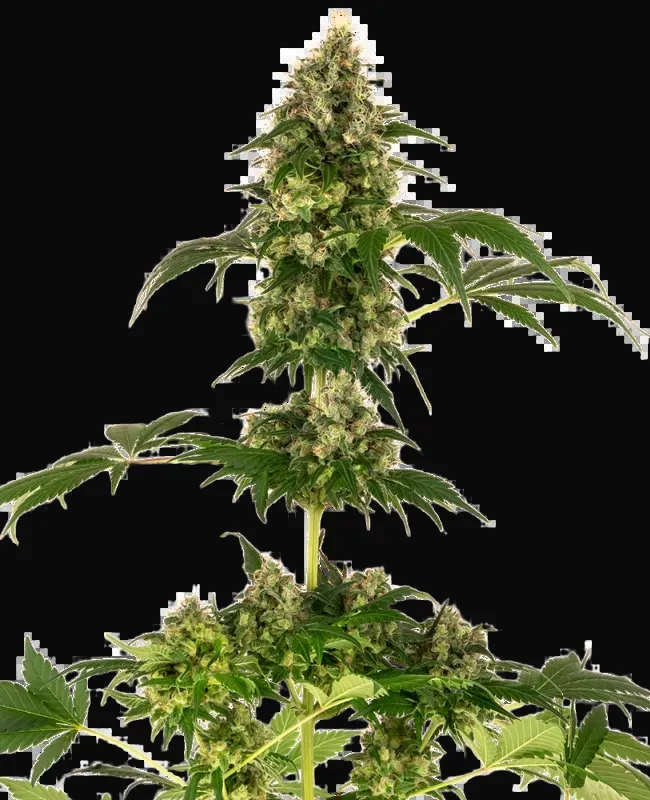 Cobalt Haze Feminized