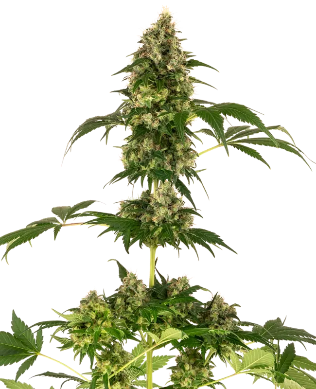 Cobalt Haze Feminized