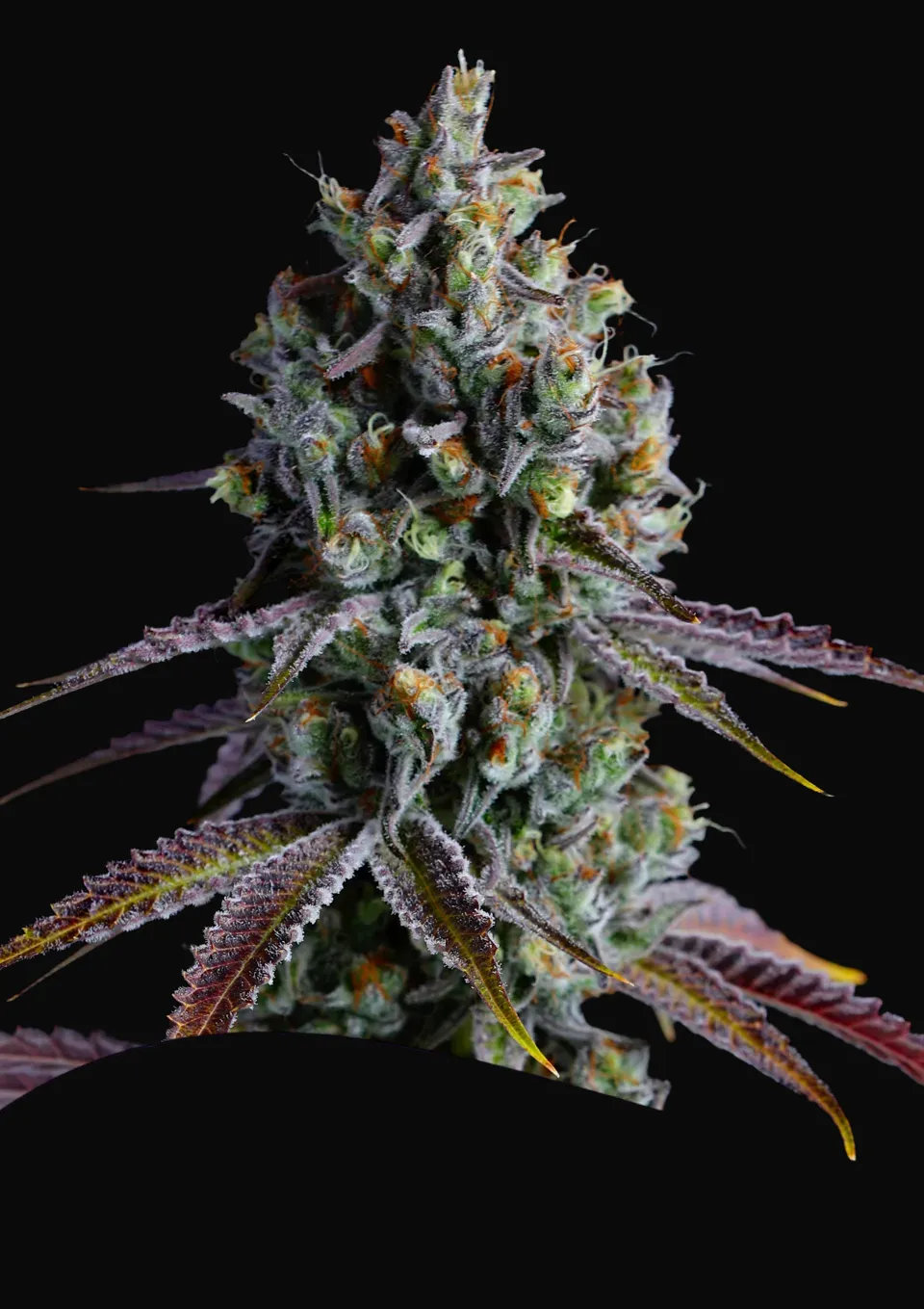 Coco Jambo
