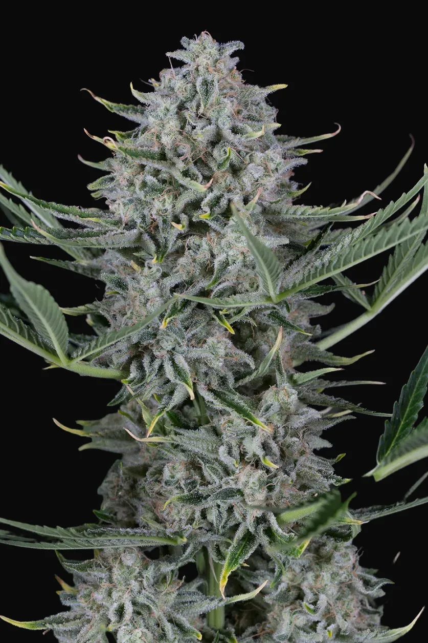 Cookies Autoflowering