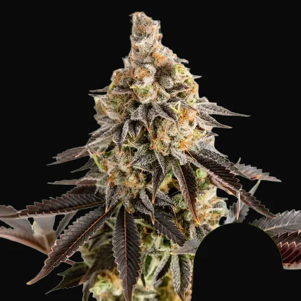 Cookies Gelato Auto